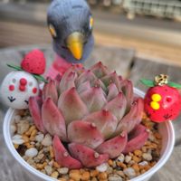 多肉植物,神奈川タニラー,毎月15日はいちごの日,チキン倶楽部,毎月15日はインコの日の画像