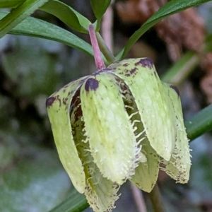コシノコバイモ,コシノコバイモ,山野草,スプリングエフェメラル,在来種の画像