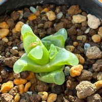 コノフィツム,多肉植物,多肉植物とサボテン,コノフィツム属,コノフィツム　デヴィウムの画像