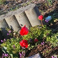 アネモネ,ホトケノザの画像