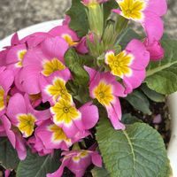 プリムラ　ジュリアン,プリムラいちごだいふく,花のある暮らし,いただきもの,かわゆいの画像