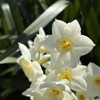 スイセン,河津桜,ランチ,２０２０年５月同期,能登半島の復興を願いますの画像