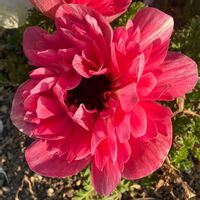 アネモネ,アネモネ　momoの画像