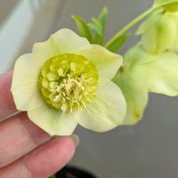 クリスマスローズ・セミダブル,おうち園芸,ベランダの画像