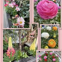 マーガレット,ラナンキュラス,ルピナス,外出先にての画像