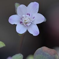 雪割草,植物のある暮らし,おうち園芸の画像