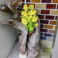 菜の花,流木と,石川県,チーム石川,玄関アプローチの画像