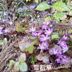 雪割草,石川県,チーム石川,お出かけ先の画像