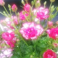 ラナンキュラス,ピンク,ピンクの花,はるが来た！,優しい色の画像