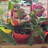 クリスマスローズ,クロッカス,ガーデニング,GSに感謝。,繋がりに感謝✨の画像