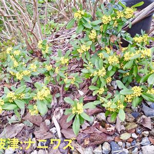 ナニワズ(難波津),石川県,チーム石川,お出かけ先の画像