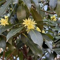 シキミ,山歩きの画像