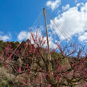ウメ（梅）,梅(うめ),石川県,雪吊り,チーム石川の画像