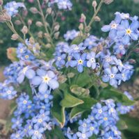 ワスレナグサ(わすれな草),寄せ植え,小さな花壇,ガーデニング初心者,小さな庭の画像