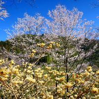 ミツマタの画像