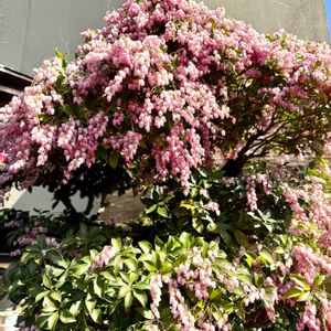 アセビ（馬酔木）,石川県,チーム石川,お出かけ先の画像