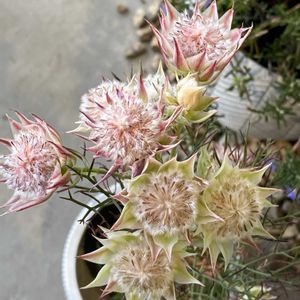 セルリア,セルリア,お出かけ先の画像