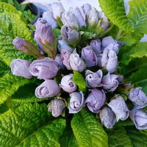 バラ咲きジュリアン,シクラメン ドラゴン,鉢植え,地植え,花のある暮らしの画像