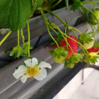 イチゴ,イチゴ,しあわせ運べるように,人に優しく,つなぐ、つながるの画像