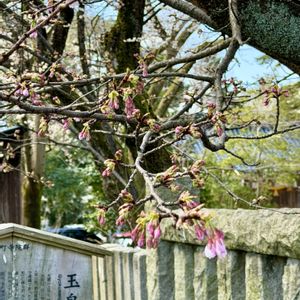 桜・そめいよしの,石川県,チーム石川,お出かけ先の画像