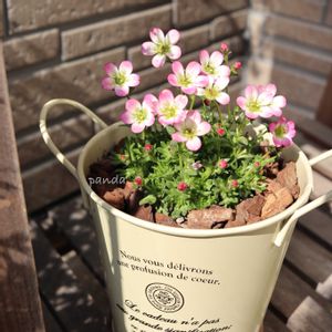 雲間草 くもまぐさ,鉢植え,玄関先,canon,花撮り人の画像