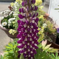 オキナグサ,ペチュニア,ルピナス,誕生日,ミニチュアシュナウザーの画像