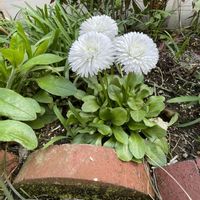 デージー,ヒヤシンス,ダイヤモンドリリー,ヒヤシンス 白,クリスマスローズ ダブルの画像