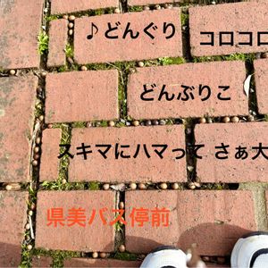 ドングリの実,石川県,チーム石川,お出かけ先の画像