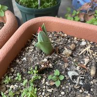 チューリップ,チューリップ ショーウィナー,プランターの画像