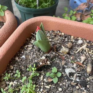 チューリップ,チューリップ ショーウィナー,プランターの画像