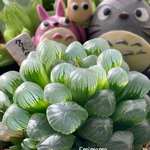 オブツーサ,ハオルチア,ホワイトゴースト,ウンブラティュラ,花芽の画像