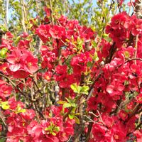 ボケ,馬酔木(アセビ）,樹木,庭の画像