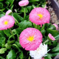 デージー,プリムラマラコイデス,庭の定点撮影,人に優しくの画像