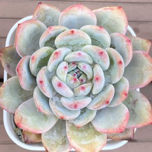 ラウリンゼ,アイスグリーン,ホワイトシャンペン,クロップサークル,ラブリーハート(ピカチュウ)の画像