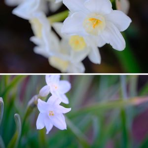 スイセン ペーパーホワイト,広い庭の画像