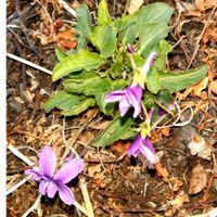 スミレ,スミレ,ユキヤナギ,ユキヤナギ,タンポポの画像