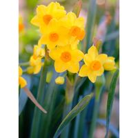 キフサスイセン,広い庭の画像