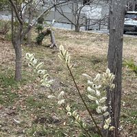 ネコヤナギの画像