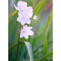 スイセン ペーパーホワイト,広い庭の画像