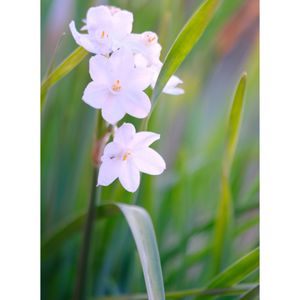 スイセン ペーパーホワイト,広い庭の画像