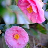 ツバキ,広い庭の画像