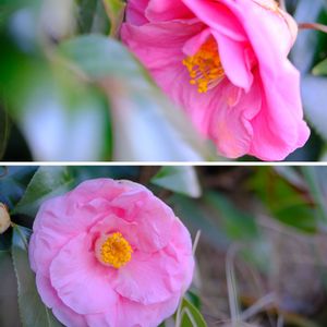 ツバキ,広い庭の画像