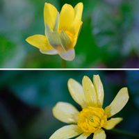 ヒメリュウキンカ,広い庭の画像