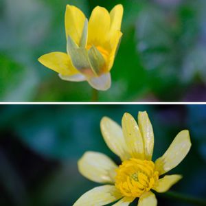 ヒメリュウキンカ,広い庭の画像