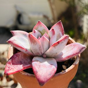 ブラックサバス,ブラックサバス,多肉植物,鉢植え,エケベリア属の画像