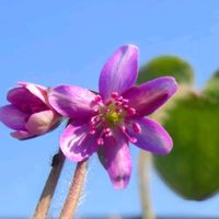 雪割草,青空,青空に映える,今日も笑顔で,いつも笑顔で〜〜♡の画像