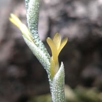 チランジア,ビザール プランツ,ブロメリア,ビザールプランツ,エアープランツ/チランジアの画像