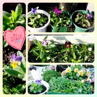 季節の花,花のある暮らし,種から育てる,花いろいろ,宿根草大好きの画像