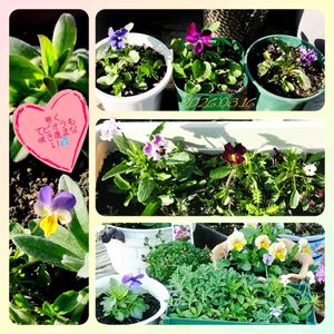 季節の花,花のある暮らし,種から育てる,花いろいろ,宿根草大好きの画像