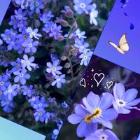 ワスレナグサ,シラーシベリカ,ミオソティス,スプリングビューティー,繋がりに感謝✨の画像